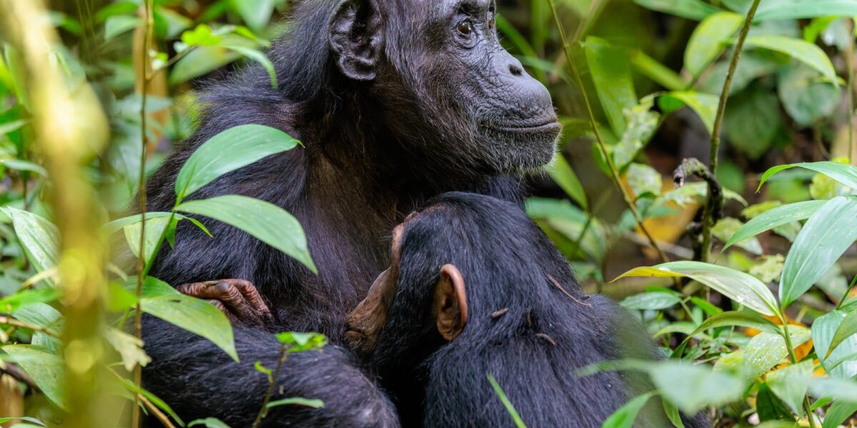 What is the Difference Between Chimpanzee Tracking and Chimpanzee Habituation?