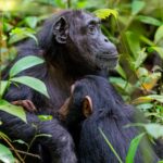 What is the Difference Between Chimpanzee Tracking and Chimpanzee Habituation?