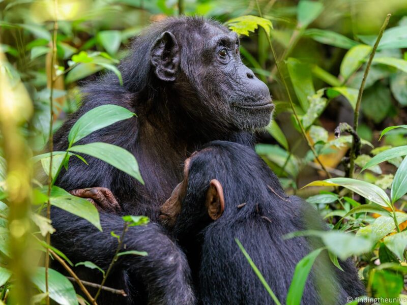 What is the Difference Between Chimpanzee Tracking and Chimpanzee Habituation?