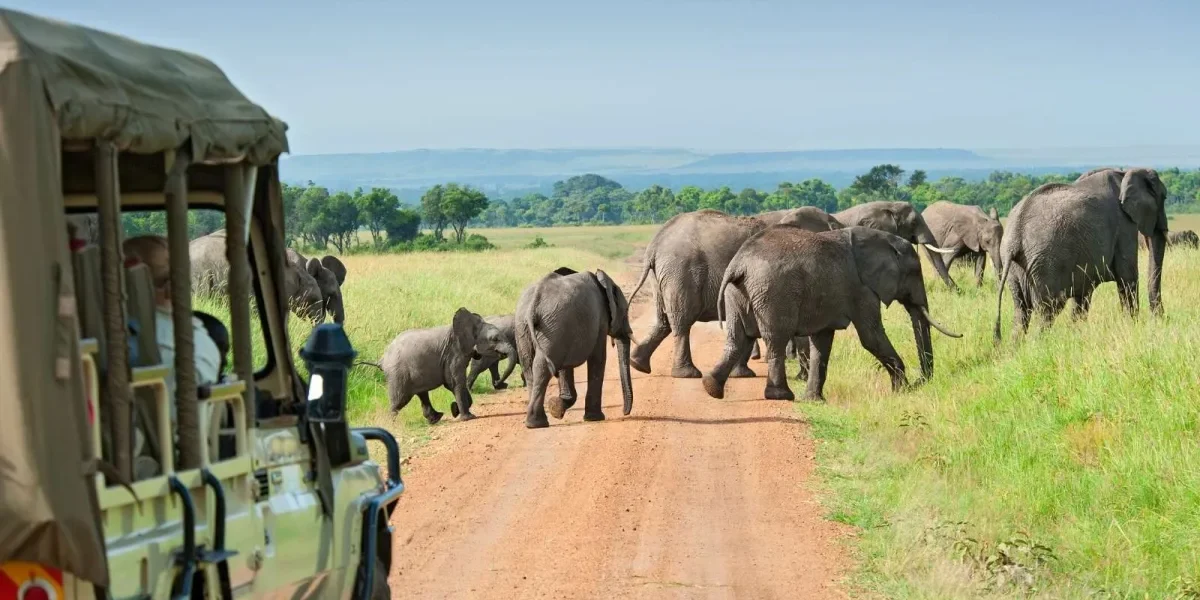 How Much Does a Game Drive Safari in Uganda Cost?