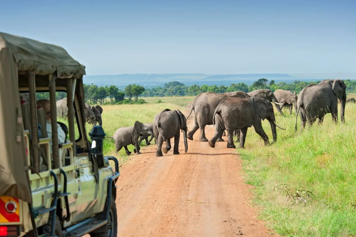 How Much Does a Game Drive Safari in Uganda Cost?