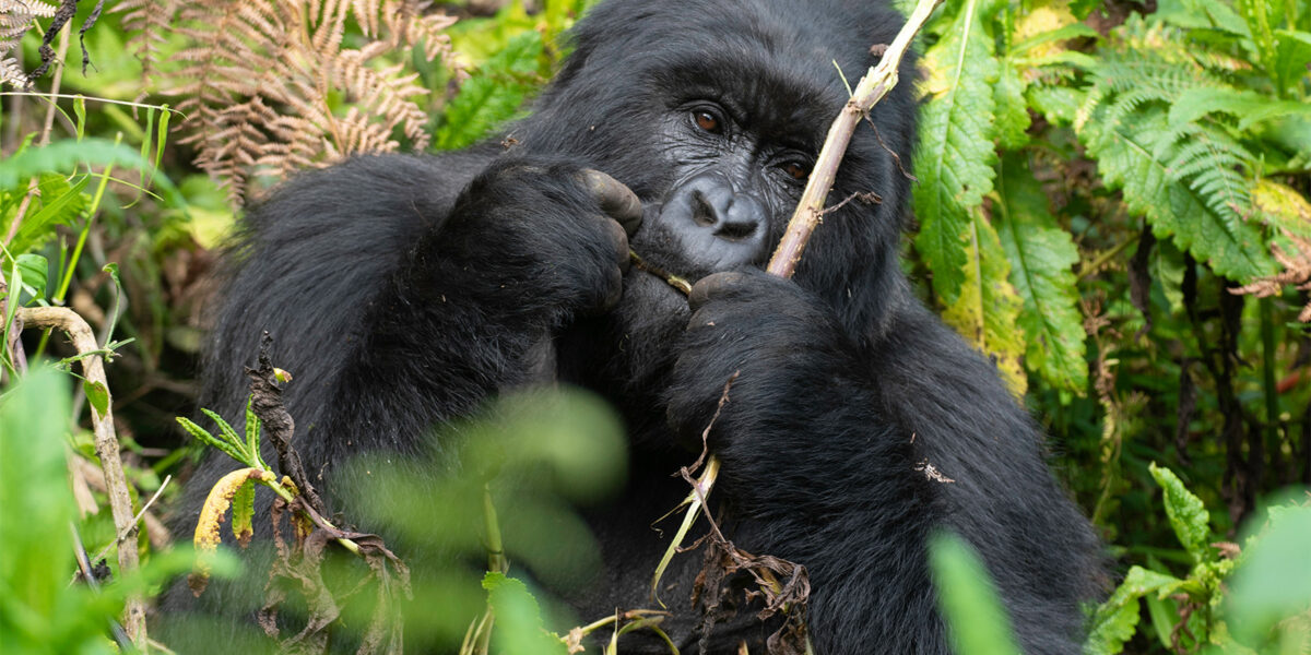 How Much Does a Gorilla Trekking Permit Cost in Uganda?