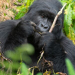 How Much Does a Gorilla Trekking Permit Cost in Uganda?