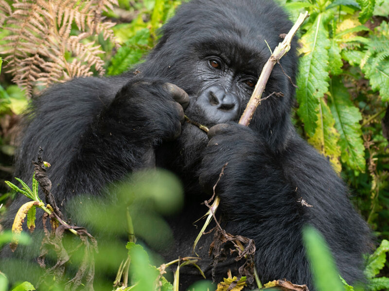How Much Does a Gorilla Trekking Permit Cost in Uganda?