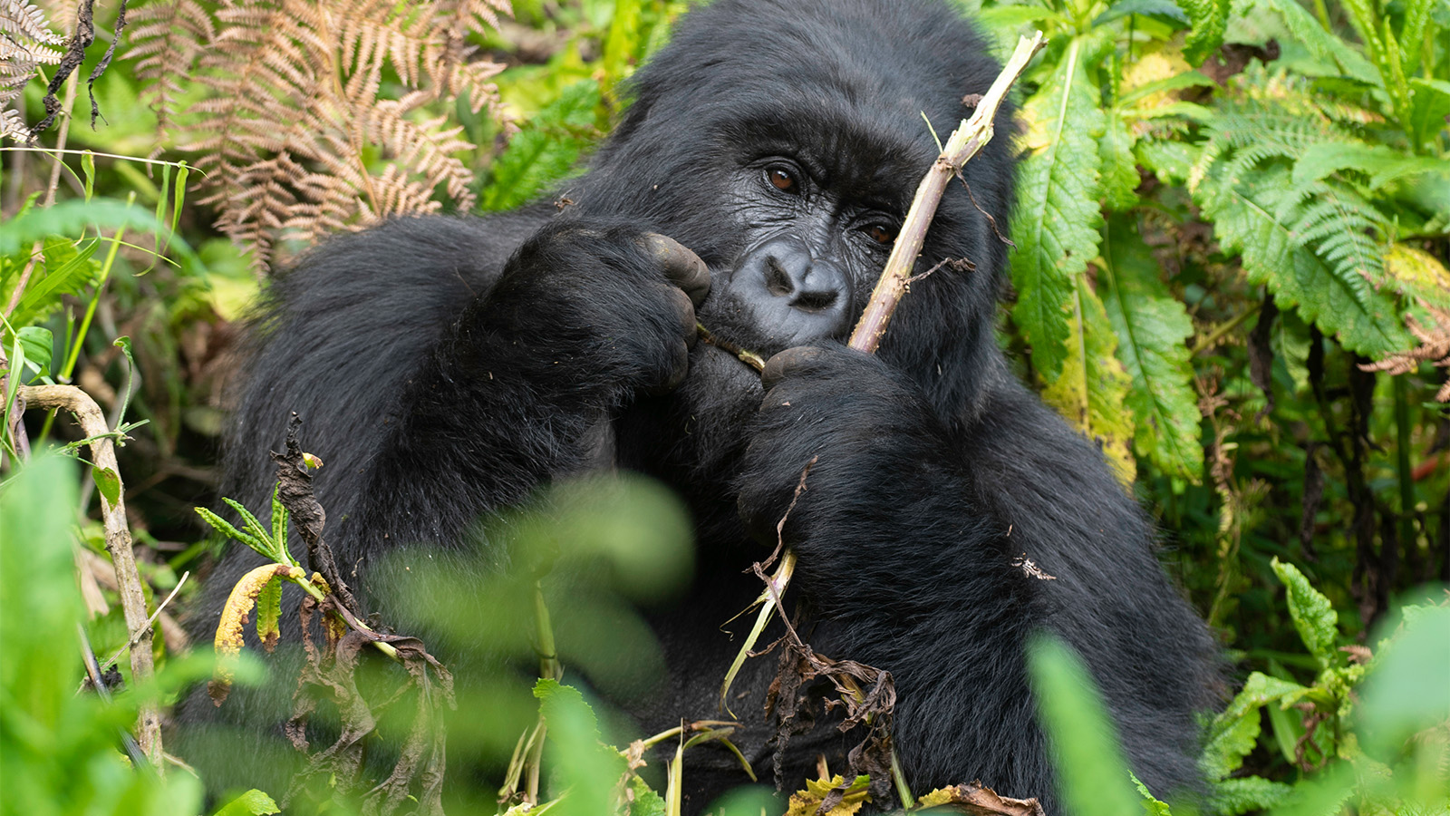 How Much Does a Gorilla Trekking Permit Cost in Uganda?
