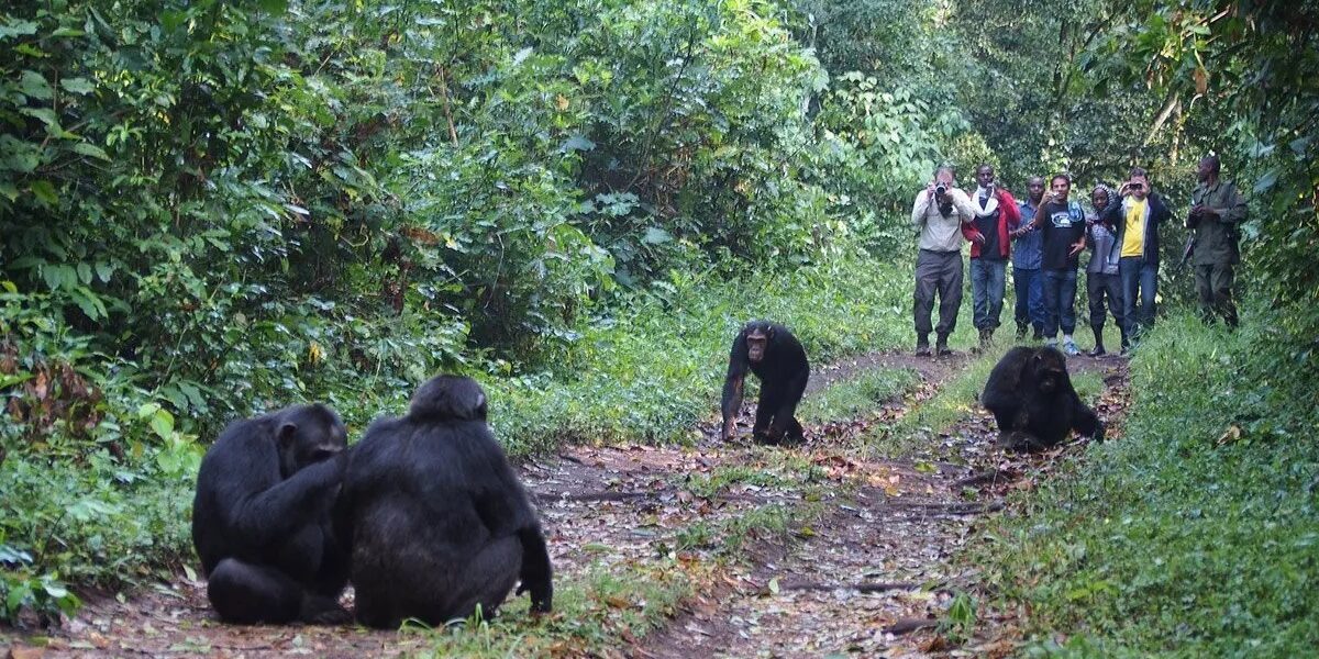 Can I Take Photos During a Chimpanzee Tracking in Uganda?