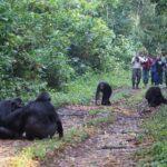 Can I Take Photos During a Chimpanzee Tracking in Uganda?