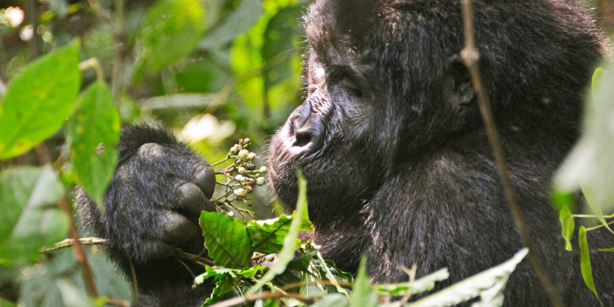 Can Families Combine Rwanda Gorilla Trekking Safaris with Uganda Gorilla Trekking?