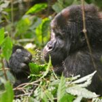 Can Families Combine Rwanda Gorilla Trekking Safaris with Uganda Gorilla Trekking?