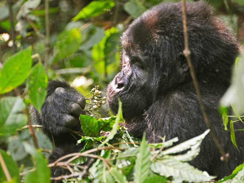 Can Families Combine Rwanda Gorilla Trekking Safaris with Uganda Gorilla Trekking?