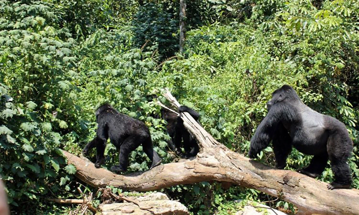 Rwanda Gorilla Safaris