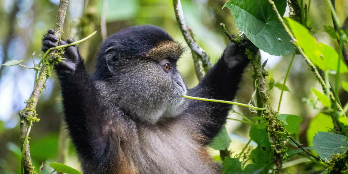 Are Golden Monkey Tracking Safaris Suitable for Photographers?