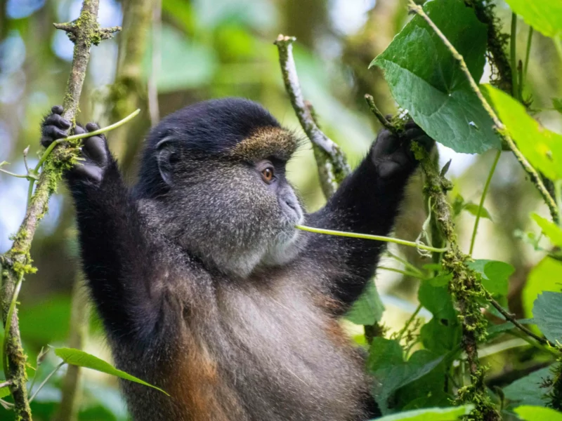 Are Golden Monkey Tracking Safaris Suitable for Photographers?