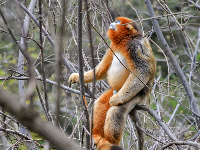 Are Golden Monkeys Endangered?