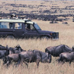 Are There Luxury Safari Options for the Great Migration