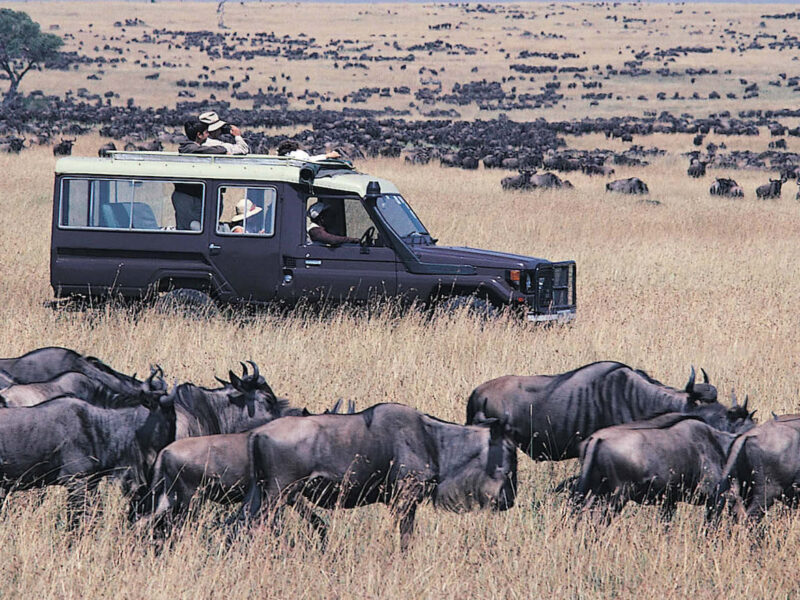 Are There Luxury Safari Options for the Great Migration