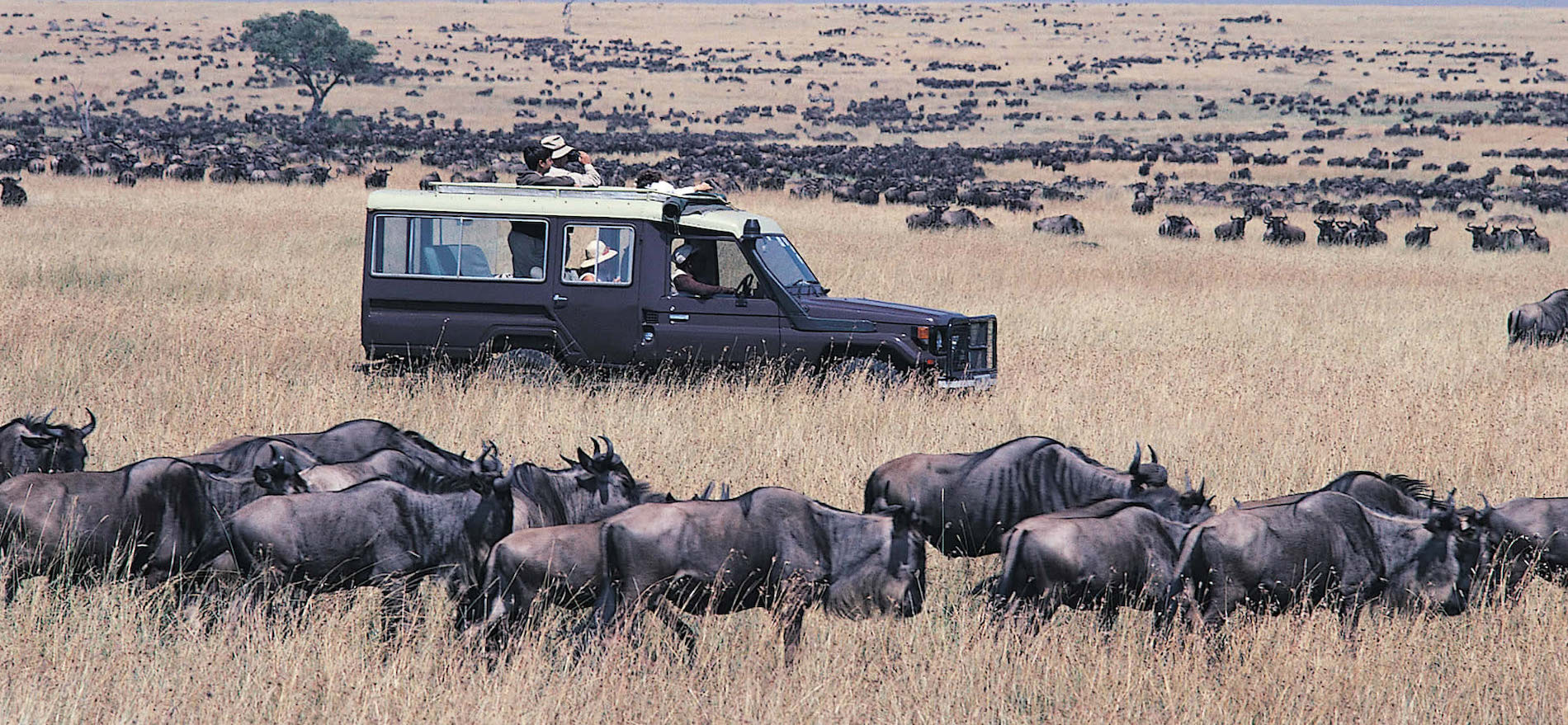 Are There Luxury Safari Options for the Great Migration