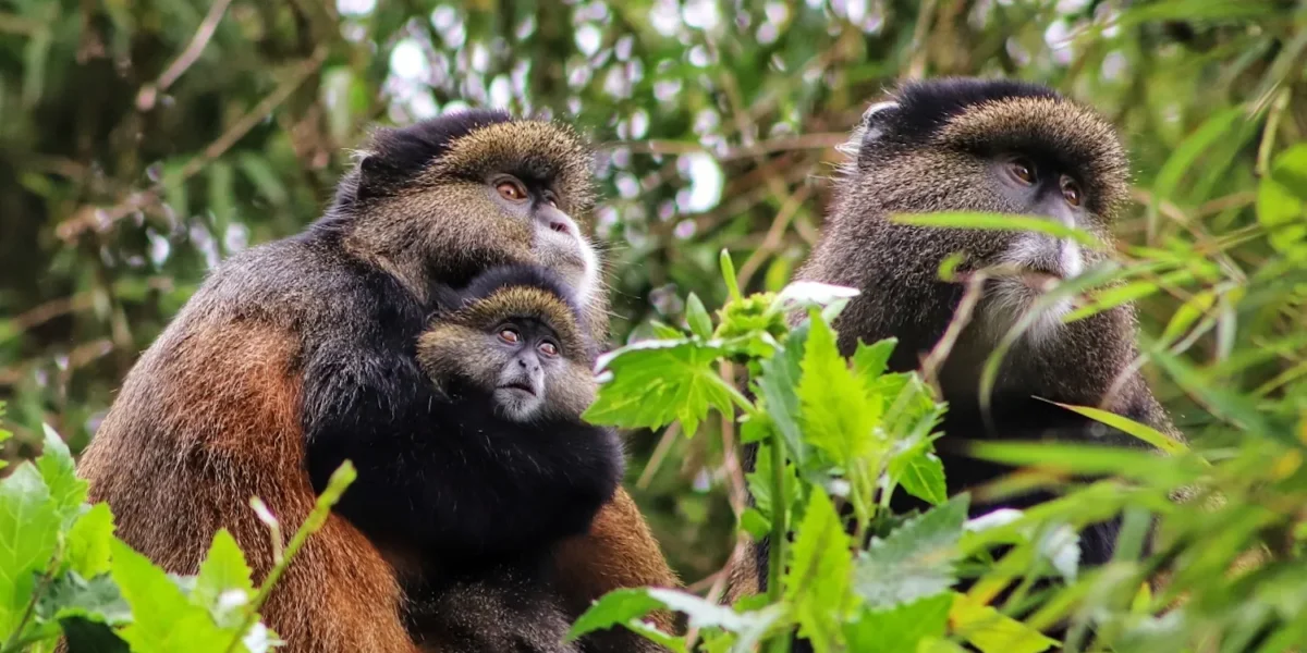 Can Children Participate in Golden Monkey Tracking Safaris