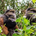Can Children Participate in Golden Monkey Tracking Safaris