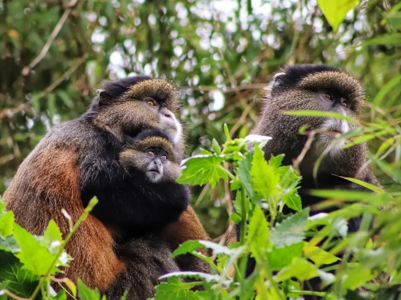 Can Children Participate in Golden Monkey Tracking Safaris