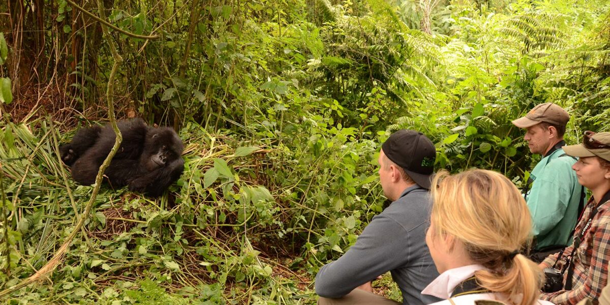 Can Children Participate in Gorilla Trekking Safaris in Rwanda