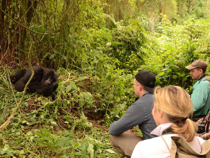 Can Children Participate in Gorilla Trekking Safaris in Rwanda