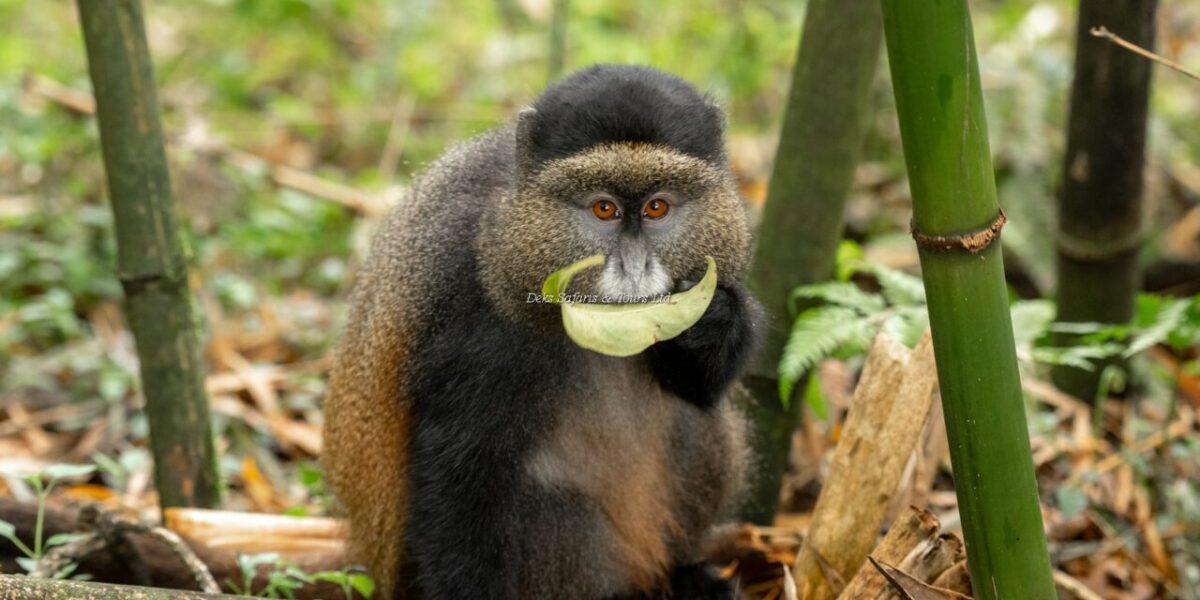 Can Golden Monkey Tracking Be Combined With Gorilla Trekking or Other Safaris?