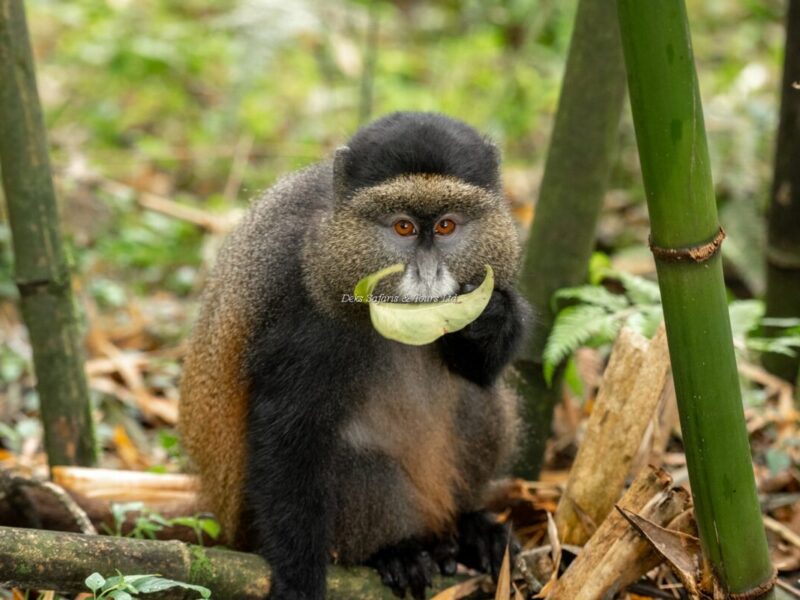 Can Golden Monkey Tracking Be Combined With Gorilla Trekking or Other Safaris?