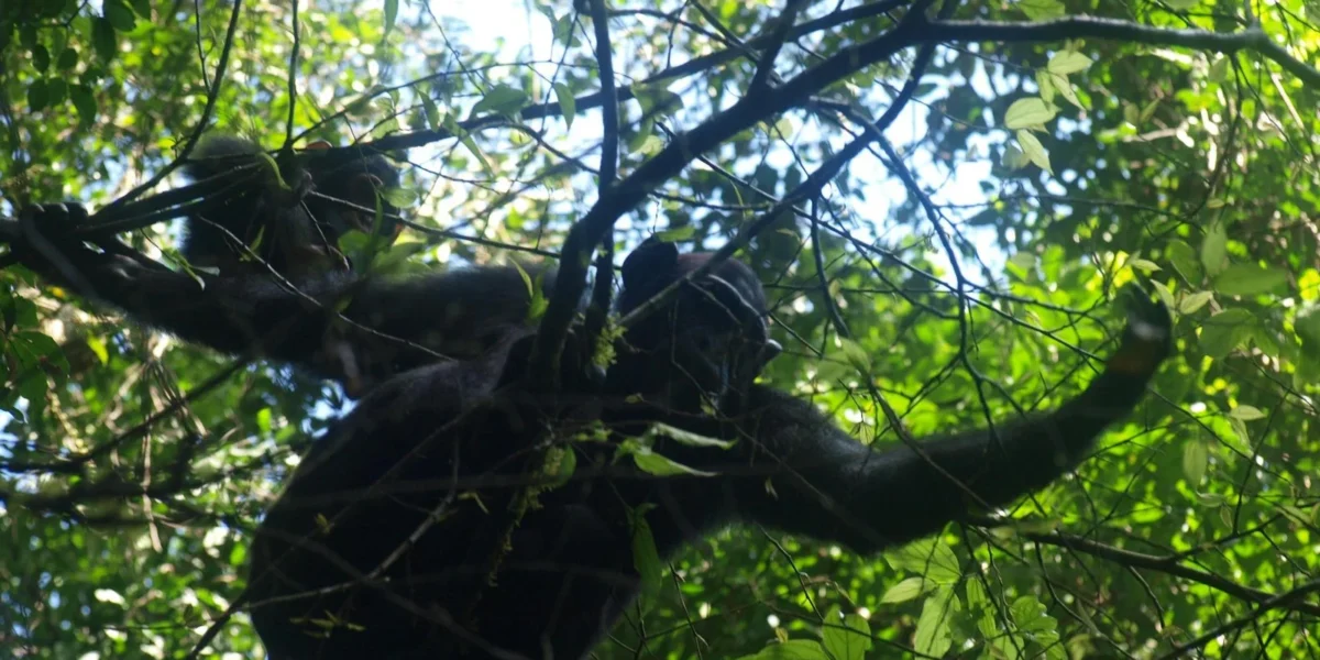 How Long Does a Chimpanzee Tracking Experience Last?