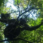 How Long Does a Chimpanzee Tracking Experience Last?