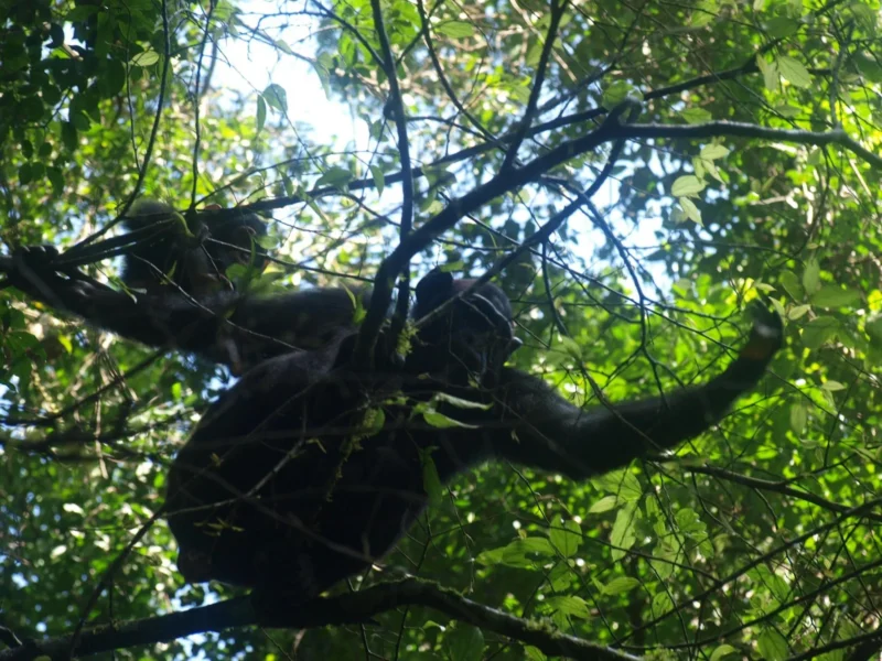 How Long Does a Chimpanzee Tracking Experience Last?