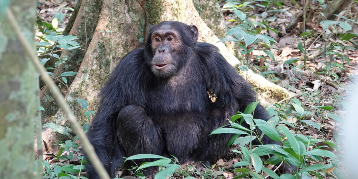 Which Park is Best for Chimpanzee Tracking in Tanzania?