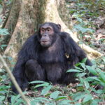 Which Park is Best for Chimpanzee Tracking in Tanzania?