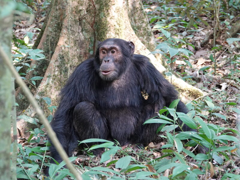 Which Park is Best for Chimpanzee Tracking in Tanzania?