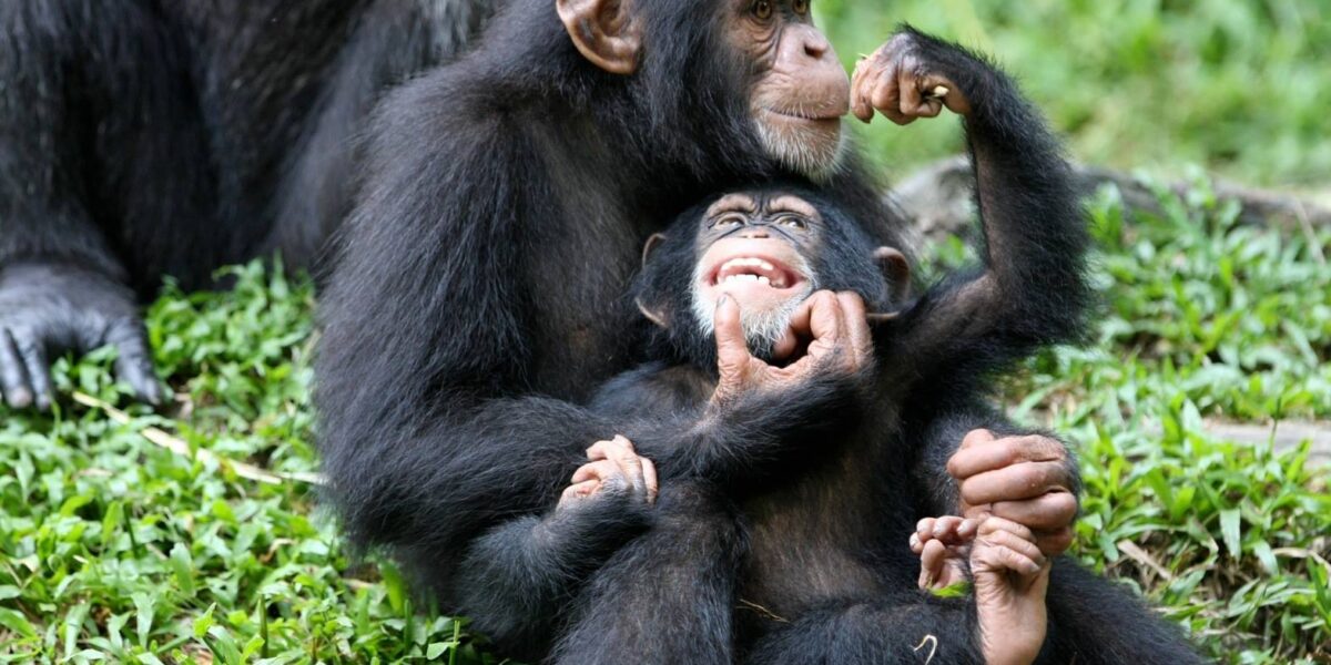 Which Park is Best for Chimpanzee Tracking in Tanzania?