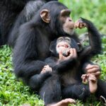 Which Park is Best for Chimpanzee Tracking in Tanzania?