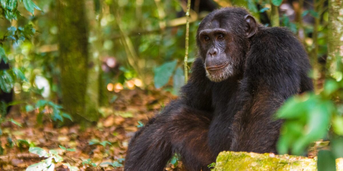 What Are the Chances of Seeing Chimpanzees in the Wild