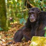 What Are the Chances of Seeing Chimpanzees in the Wild