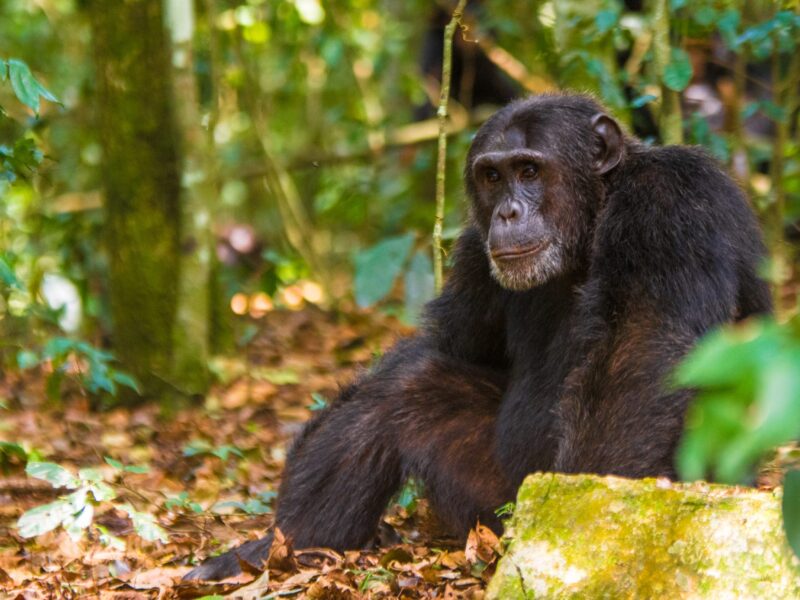 What Are the Chances of Seeing Chimpanzees in the Wild