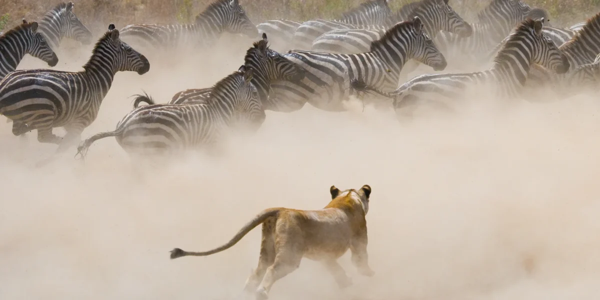 Do Predators Follow the Great Migration?