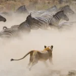 Do Predators Follow the Great Migration?