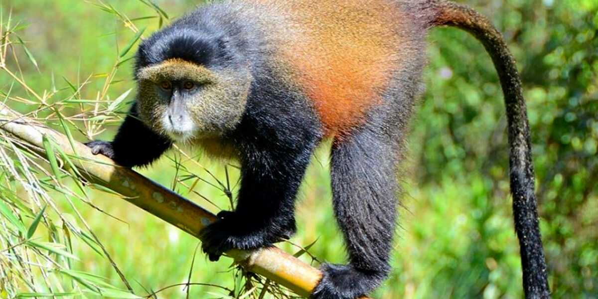 Are Golden Monkey Treks Suitable for Families?