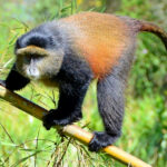 Are Golden Monkey Treks Suitable for Families?