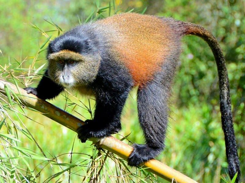 Are Golden Monkey Treks Suitable for Families?