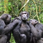 Can Chimpanzee Tracking Be Combined with Gorilla Trekking?