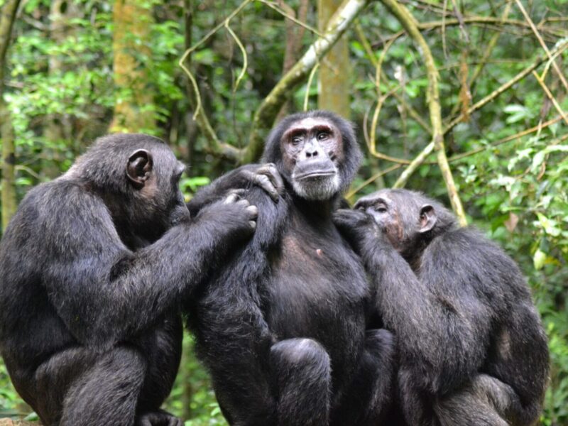 Can Chimpanzee Tracking Be Combined with Gorilla Trekking?