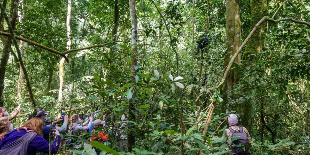 How Many People Are Allowed per Chimpanzee Tracking Group?