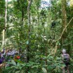 How Many People Are Allowed per Chimpanzee Tracking Group?