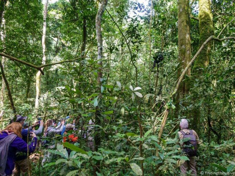 How Many People Are Allowed per Chimpanzee Tracking Group?