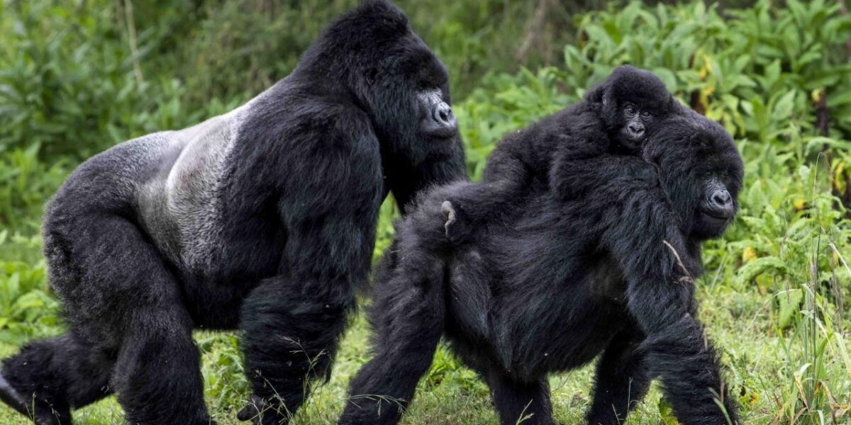 Ultimate 5-Day Bwindi Gorilla Trekking